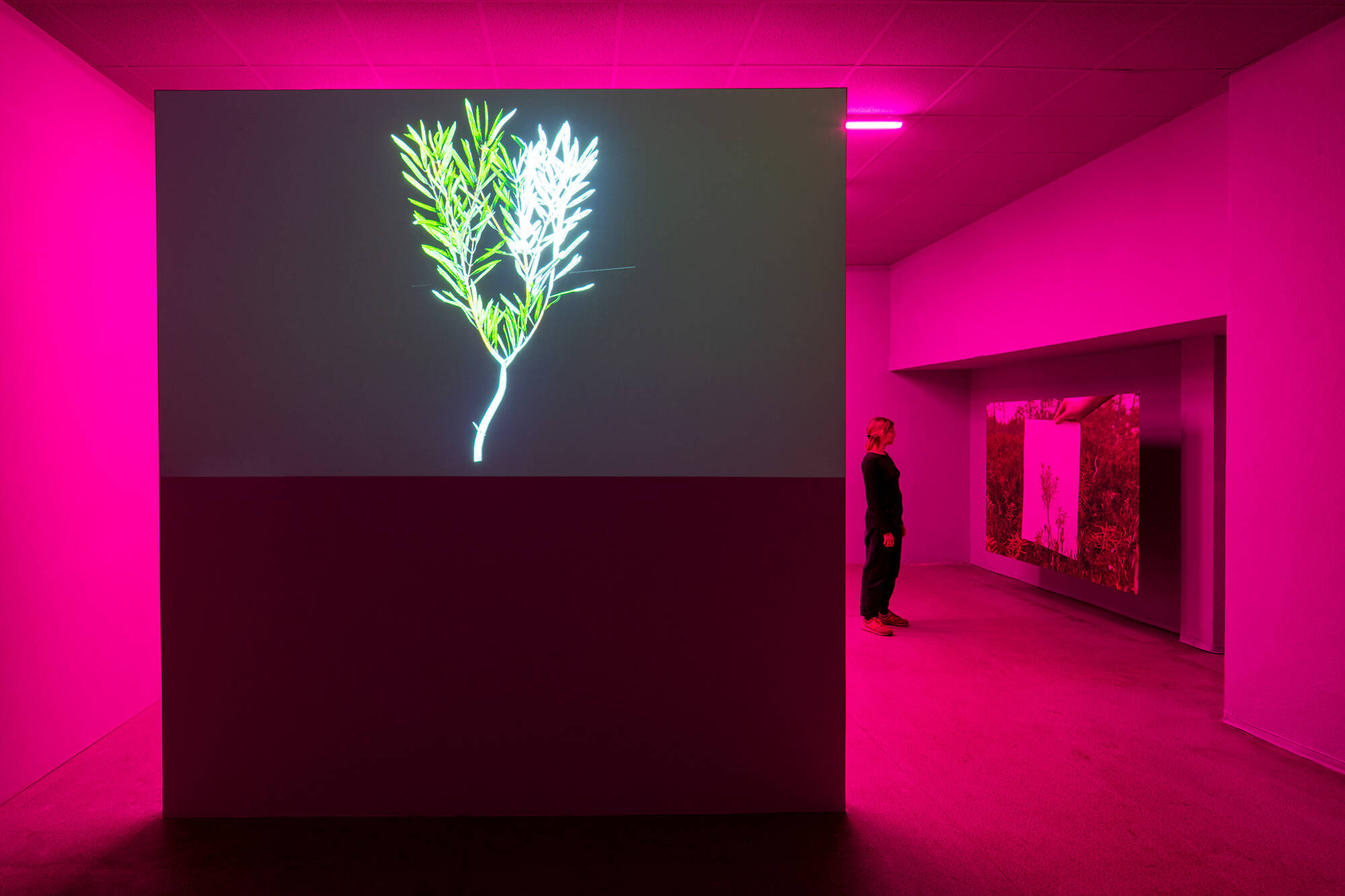 Image:Daniel Hengst